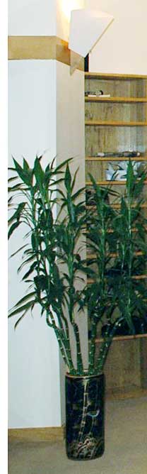 Kanada Dojocho President NY Center